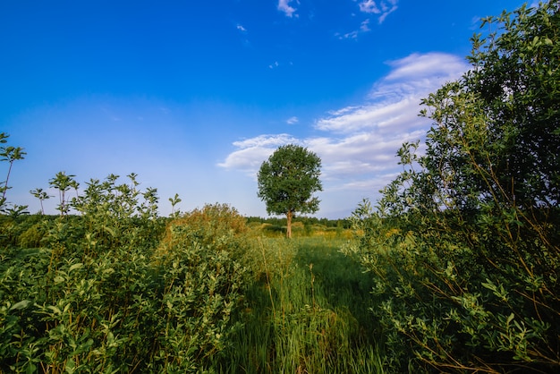 Seul arbre dans un pré avec de l'herbe verte en été