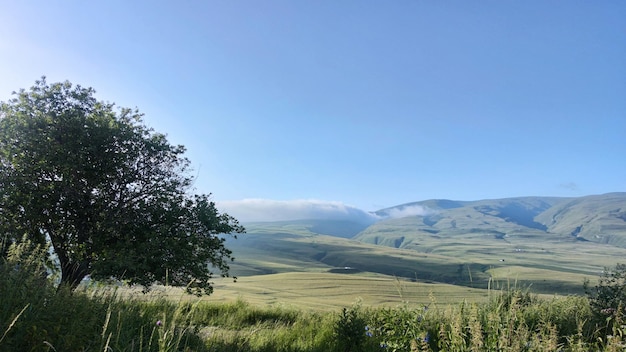 Photo le seul arbre dans la steppe de montagne et le ciel bleu.