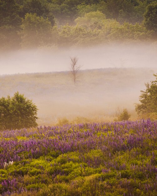 Un seul arbre mort sur une colline avec des lupins en fleurs dans la brume matinale