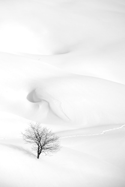 Un seul arbre nu sur une terre couverte de neige en hiver
