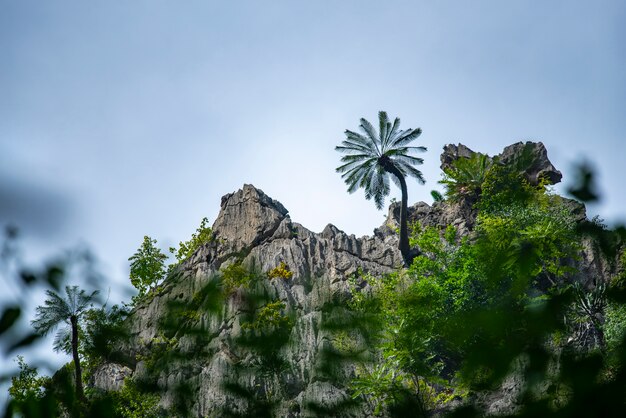 Seul arbre seul sur la haute montagne