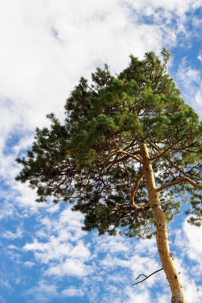 Seul cèdre pin cèdre contre ciel bleu avec fond de nuages vertical