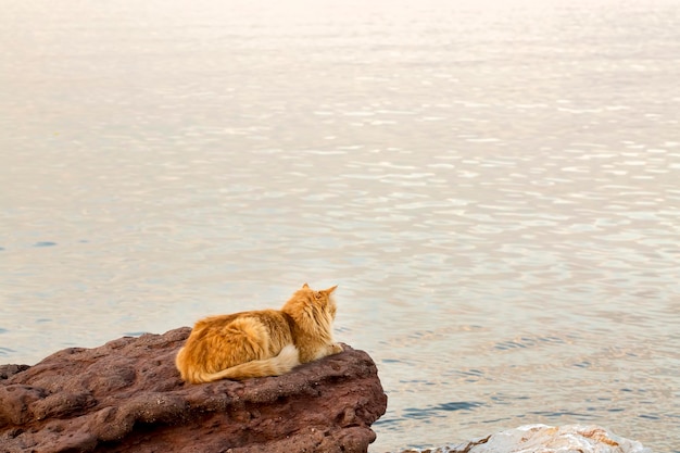 Seul chat errant, en plein air. Animal de compagnie; un chat errant.