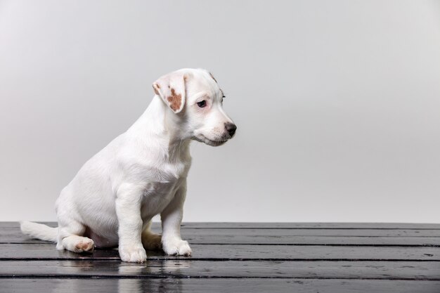 Seul chien carlin mignon triste et assis sur une chaise de plage. Copier l'espace