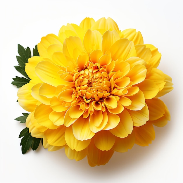 Un seul chrysanthème jaune sur fond blanc