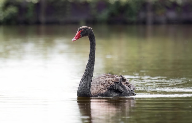 seul cygne noir avec un bec rouge nage dans un étang