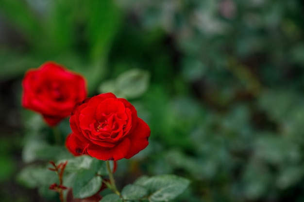 Seul grand rose rouge dans le jardin
