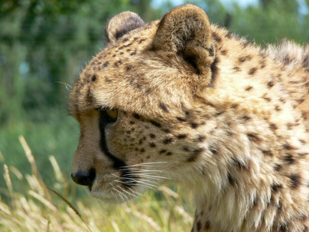 Un seul guépard à l'extérieur dans un environnement de zoo