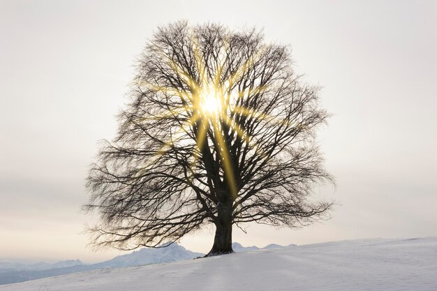 Un seul hêtre parfait dans la prairie en hiver