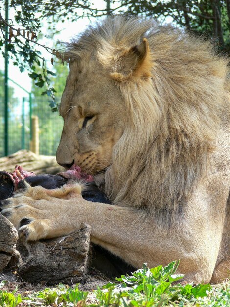 Photo un seul lion mâle qui mange