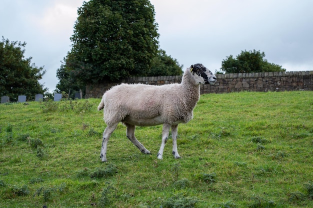 Photo seul mouton paissant dans un champ