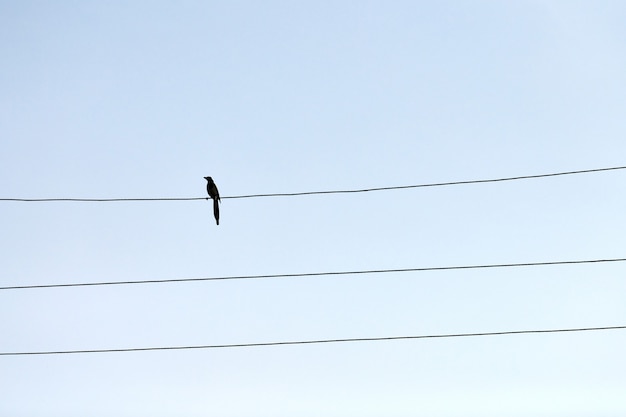 un seul oiseau sur fil