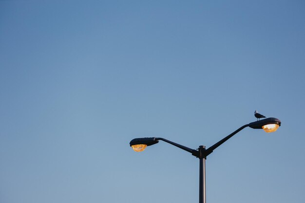 Un seul oiseau se repose sur la lumière de la rue contre le ciel sombre