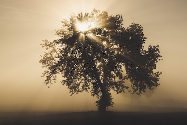 Seul olivier dans le beau brouillard ensoleillé au lever du soleil sur fond naturel avec des rayons de soleil à travers la brume