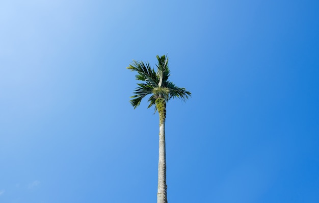 Un seul palmier contre un ciel bleu