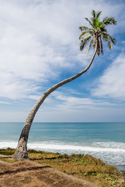 Seul palmier sur une plage tropicale.