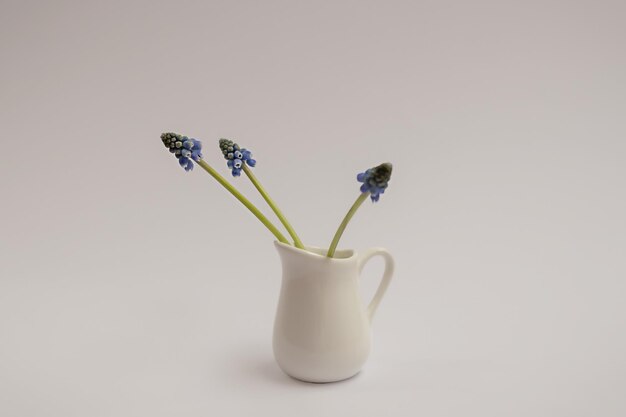 Seul petit pot de vase blanc en céramique avec des fleurs de muscari bleu violet en fleurs fraîches debout sur la table sur un fond gris minimal avec espace de copie Composition florale printanière