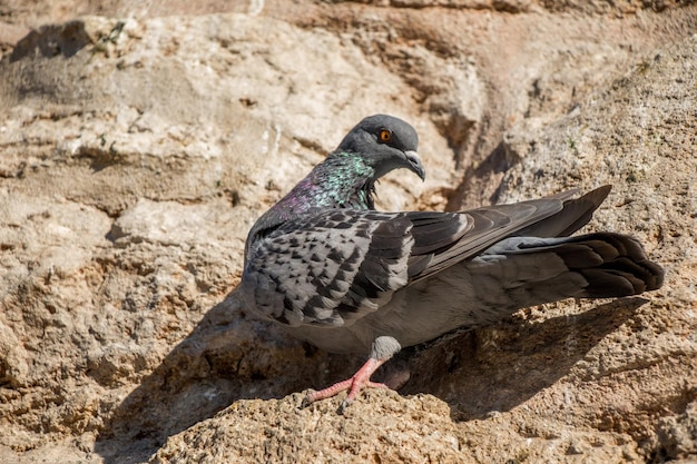 Seul pigeon assis sur le rocher