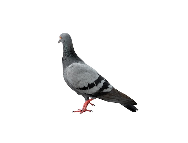 Photo seul pigeon sauvage debout isolé sur fond blanc avec un tracé de détourage