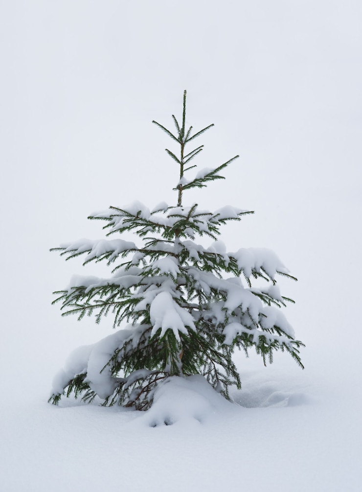 Photo seul pin couvert de neige en hiver