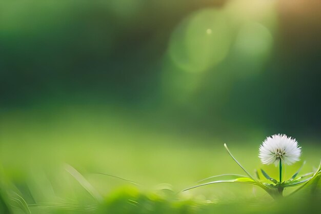 un seul pissenlit dans l'herbe avec le soleil qui brille à l'arrière-plan.