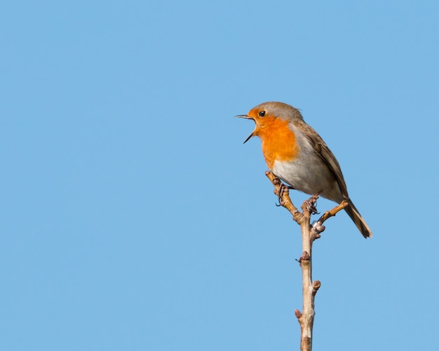 Seul robin perché sur une branche dans un soleil du matin chantant avec son bec grand ouvert et ciel bleu clair