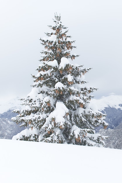 Un seul sapin couvert de neige