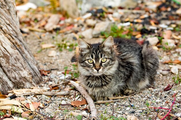 Seul, seul, dans la rue chat errant