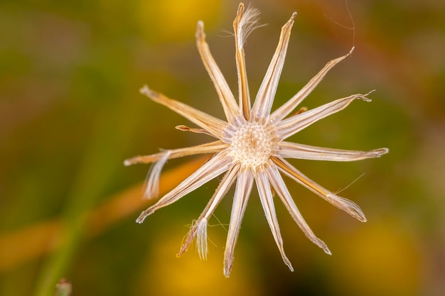 Un seul Taraxacum sans graines