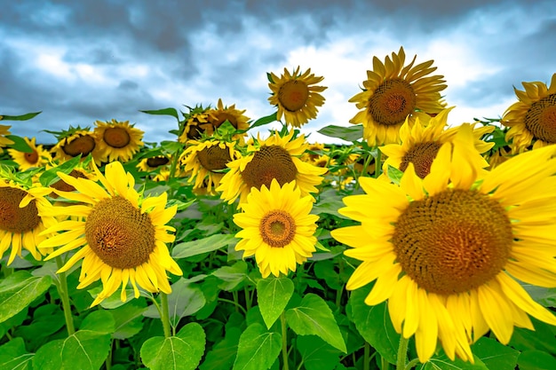 Un seul tournesol différent