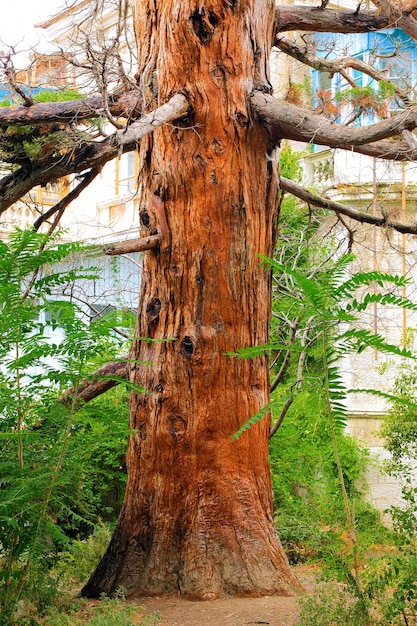 Seul vieil arbre de pin. Crimée, Ukraine