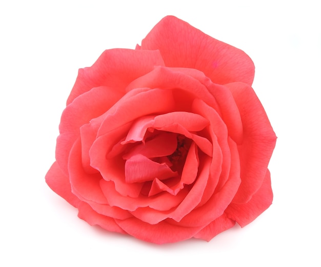 Une seule belle rose rose sur le blanc