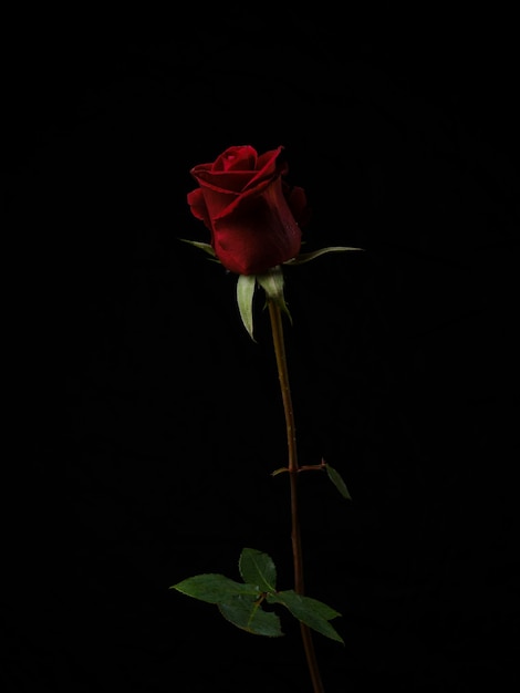 Seule belle rose rouge isolée sur fond noir