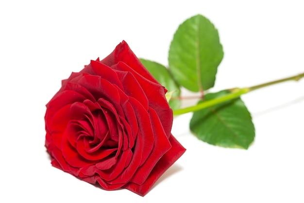 Seule belle rose rouge isolée sur une surface blanche