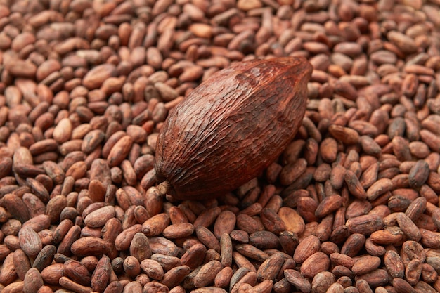 Seule cabosse de cacao sur fèves