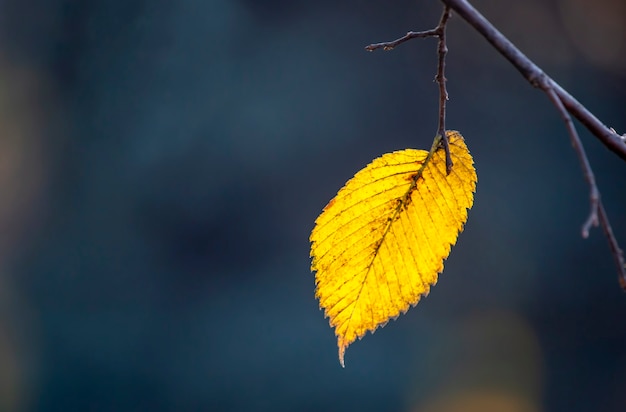 La seule feuille d'automne sur l'arbre