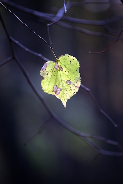 Une seule feuille d'automne sur l'arbre