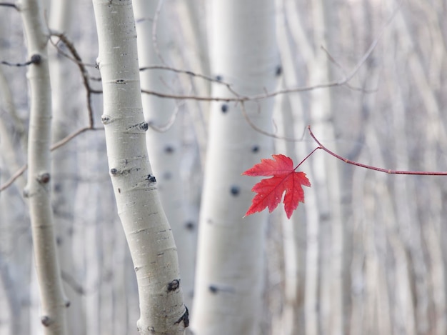 Une seule feuille d'érable rouge en automne, sur un fond de troncs de trembles