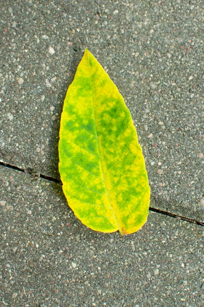 Une seule feuille verte jaune se trouve sur le trottoir