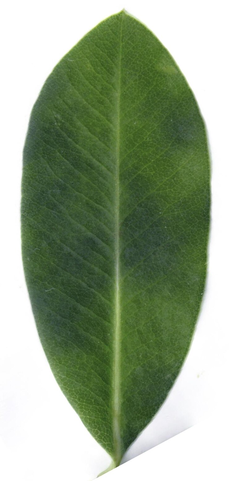 Photo une seule feuille verte