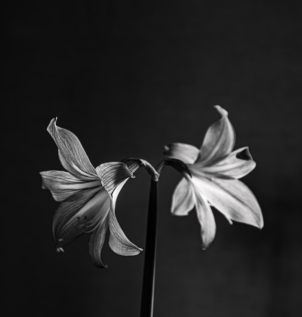 Seule fleur exotique close upblack et blanc fleur de Lys Amaryllis Trumpetshape
