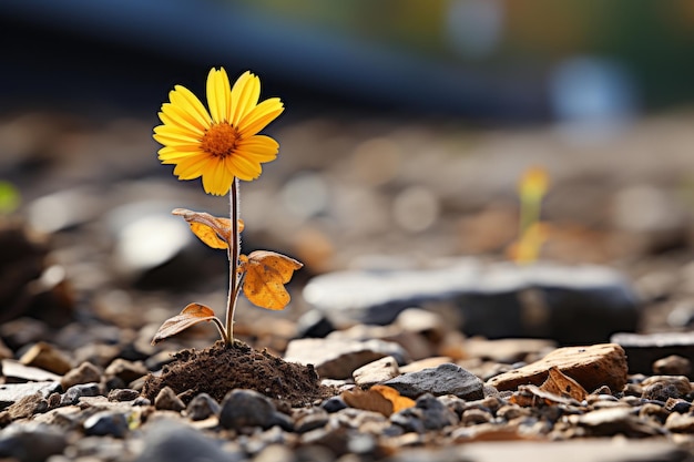 une seule fleur jaune pousse hors du sol