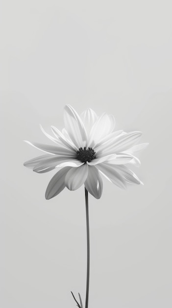 Une seule fleur en noir et blanc