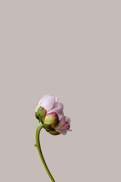 Une seule fleur de pivoine rose avec des feuilles vertes sur fond de printemps gris Répétition papier peint floral botanique ou carte de voeux Concept d'idée de design Nature