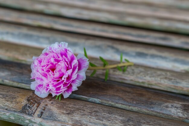 Une seule fleur