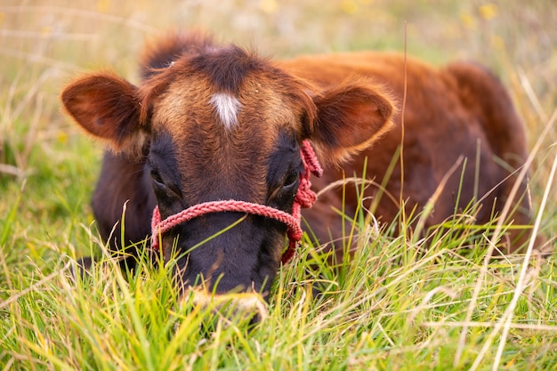 Une seule jeune vache mâle assis sur l'herbe