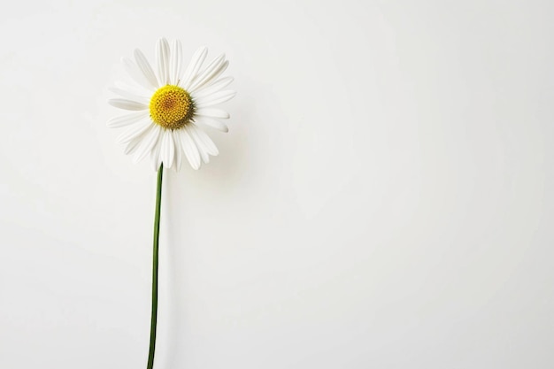 Une seule marguerite se dresse sur un fond blanc