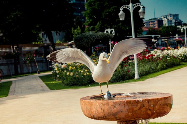 Une seule mouette comme un oiseau marin sauvage à la vue