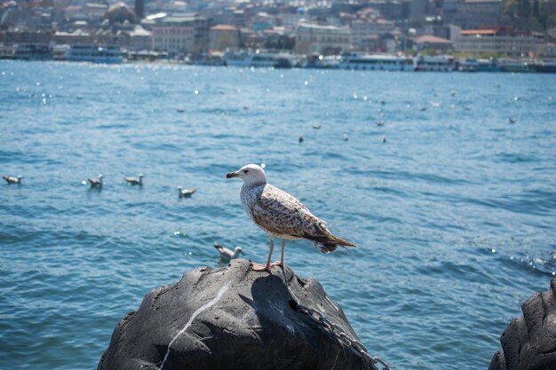 Une seule mouette se trouve sur le rivage de la mer.