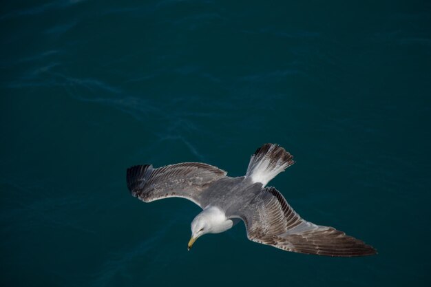 Une seule mouette volant au-dessus des eaux marines